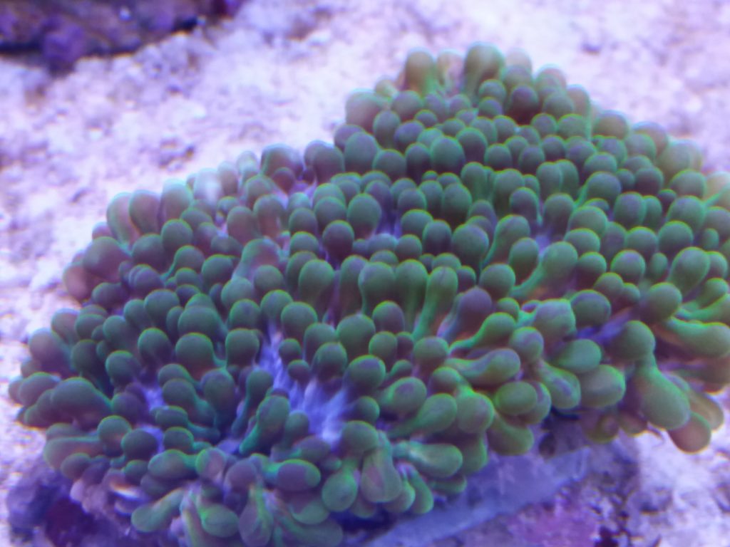 reefdreams.at