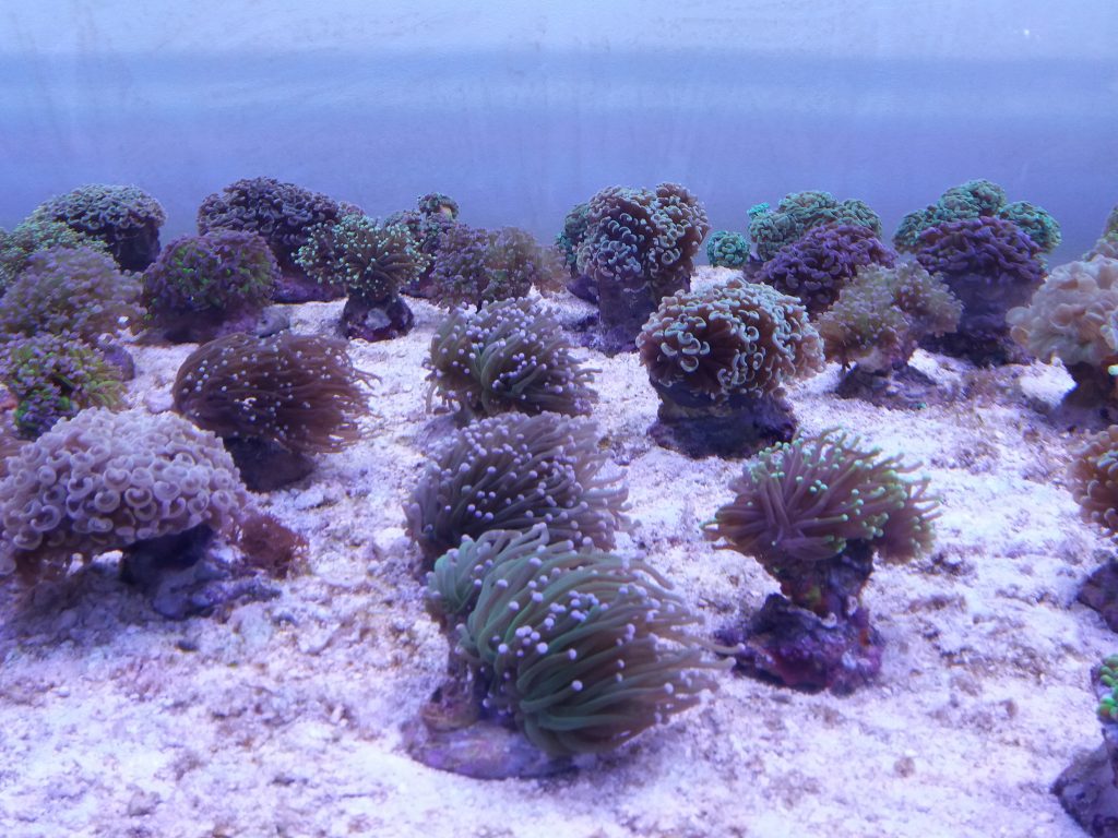 reefdreams.at
