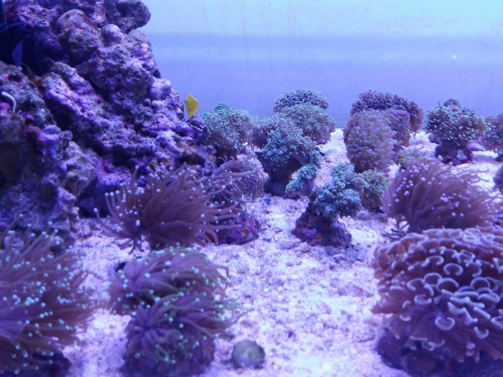 reefdreams.at