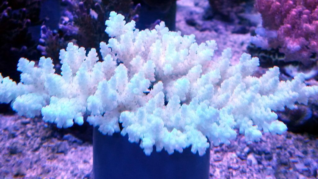 reefdreams.at