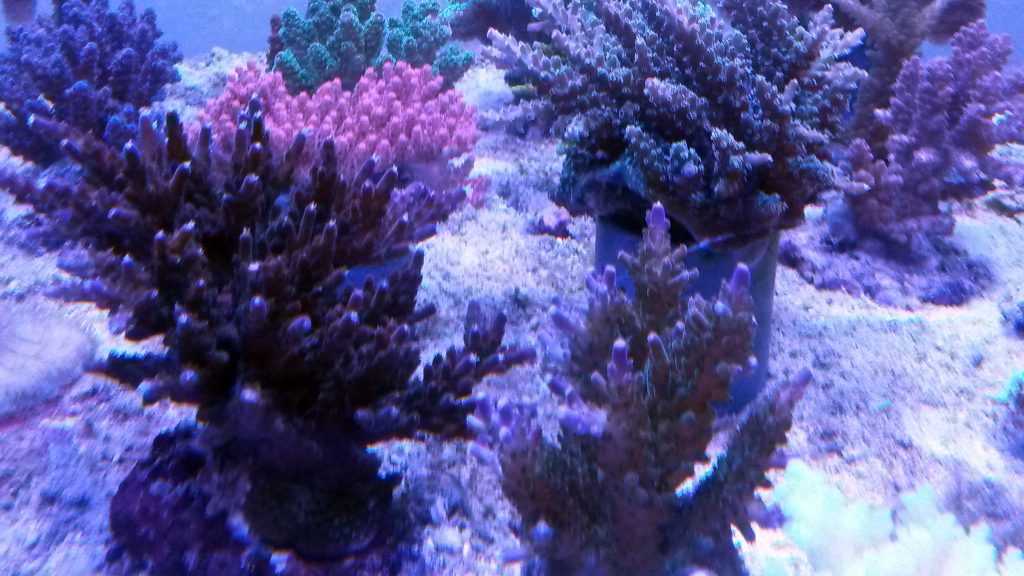 reefdreams.at