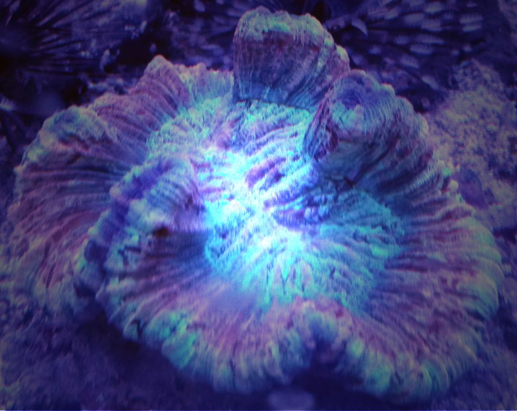 reefdreams.at
